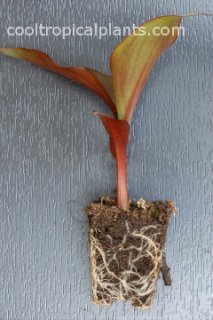 Root system of a young canna plant.