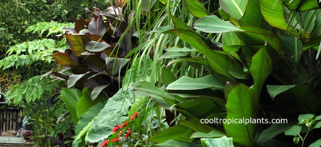 640x293xtropical-garden-design-01.jpg.pagespeed.ic.JWRLRhZ1Kg.jpg