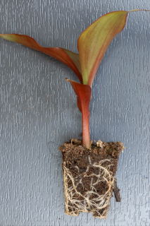 Canna Root