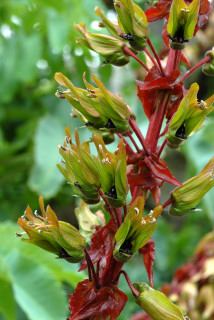 Melianthus flowers