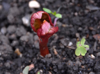 Emerging stem from a Mirabilis tuber.