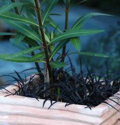 Nerium oleander under-planted with Ophiopogon planiscapus 'Nigrescens'