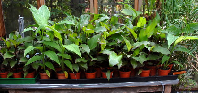 Canna warscewiczii eager to get out into the garden.