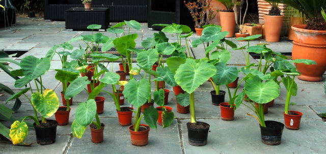 Colocasia esculenta jostling for position.