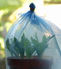 Cuttings sealed in a freezer bag.