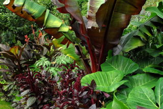 Red and green tropical foliage