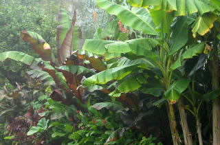 A tropical border