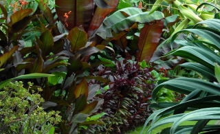 Tropical foliage