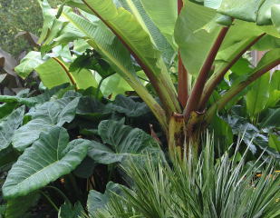 Ensete n' Xansothoma