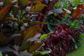 Colourful tropical foliage