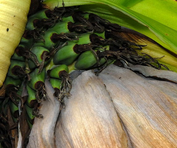 Green Abyssinian bananas