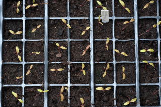 Thinned out amaranthus seedlings