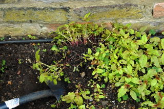 digging up seedlings