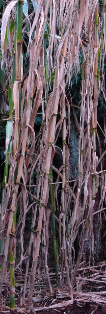 Brown winter stems of Arundo donax