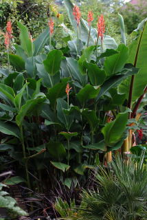 Canna altensteinii growing in a tropical border.