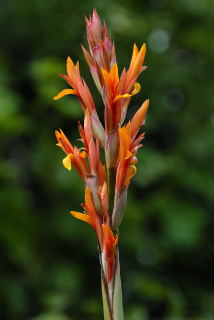 Flower of canna altensteinii.
