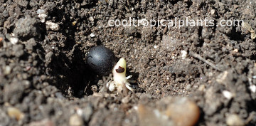 Canna lily seed awaiting burial