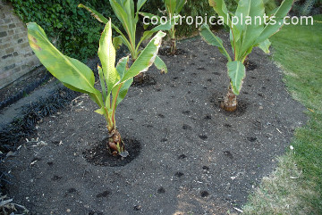 Watering each hole helps you to see where each canna seed has been planted 