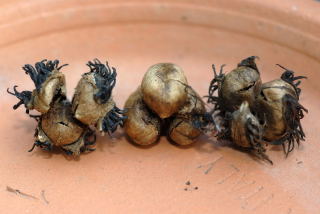 Castor oil plant seed pods