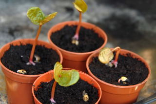 Newly germinated castor oil plants - ricinus communis