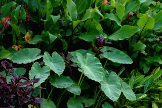 elephant ear plant - colocasia esculenta var antiquorum