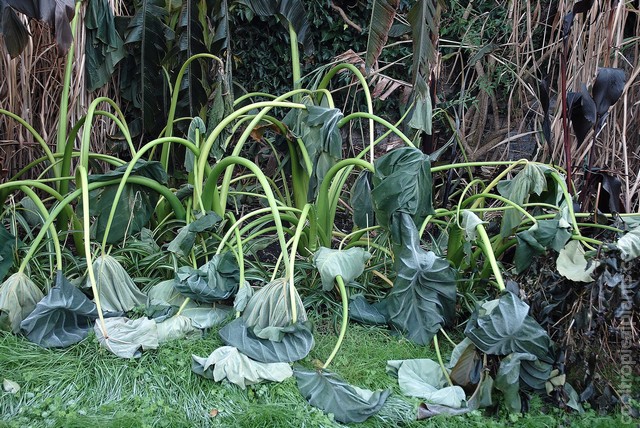 Frost damaged Colocasia