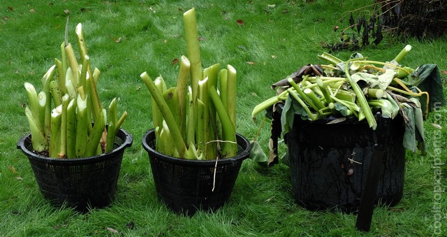 Colocasia tubers in a pond basket