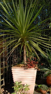 Cordyline Australis growing in a terracotta pot.