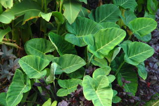 Elephant ear plants (Xanthosoma) growing away happily