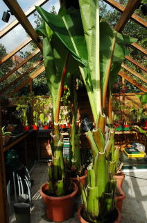 Ensete ventricosum specimens ready for winter in the greenhouse.