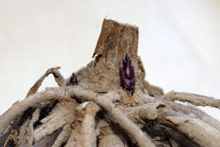Dahlia tuber showing signs of life.