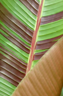 Musa sikkimensis leaf detail.