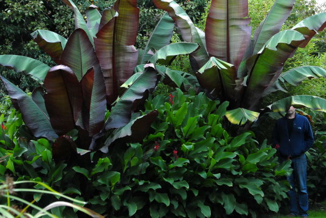 Red abysinian babanas and canna.