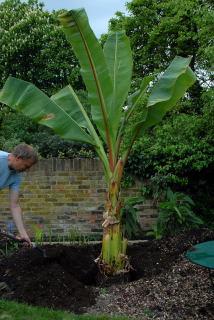 Back filling planting hole for ensete ventricosum with enriched soil.