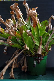 Dormant Sarracenia hybrid.