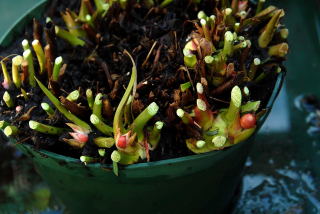 Sarracenia hybrid with leaves removed revealing the emerging flower buds.