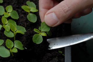 Pricking out a seedling