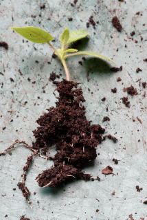 seedling with exposed roots