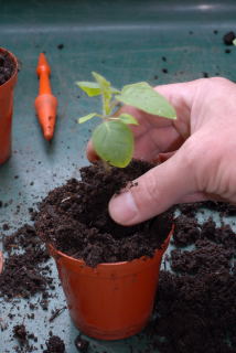 Seedling is placed in a new pot