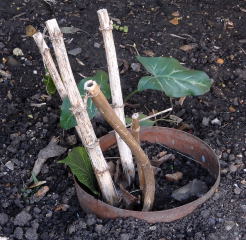 dahlia tuber prior to digging up.