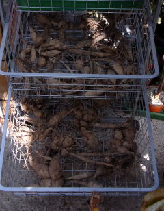 Storing dahlia tubers in a wire mesh laundry device.