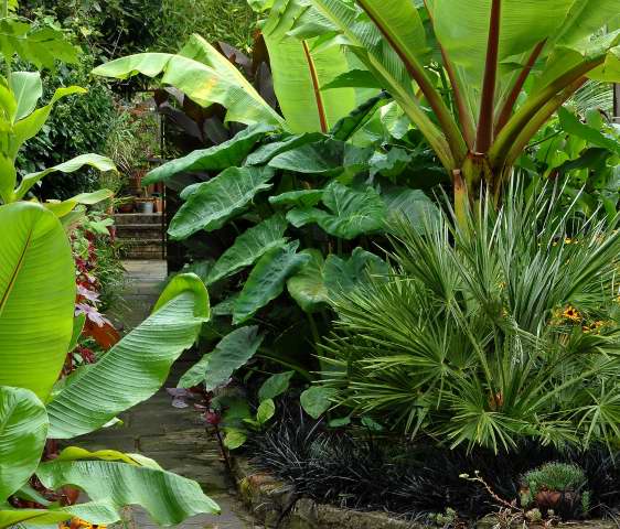 The tropical garden path